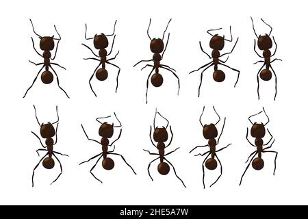 Schwarze Ameisenspur. Arbeiten Insekt Kurve Gruppe Silhouetten isoliert auf weißem Hintergrund. Vektorgrafik. Stock Vektor