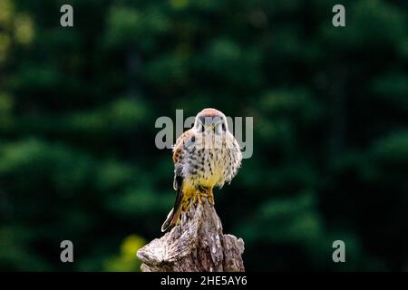 Statisches Foto des Amerikaners Kestrel, lateinischer Name Falco sparverius. Dies ist der kleinste Falke in Nordamerika. Stockfoto