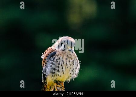 Statisches Foto des Amerikaners Kestrel, lateinischer Name Falco sparverius. Dies ist der kleinste Falke in Nordamerika. Stockfoto