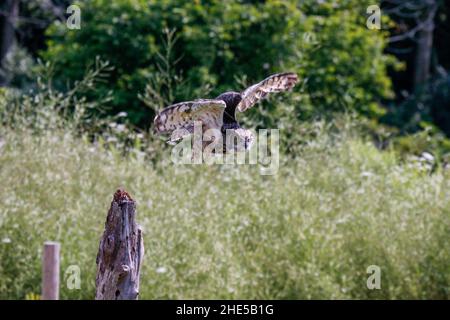 Wildlief-Foto der Zwergkauz Stockfoto