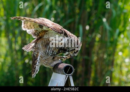 Wildlief-Foto der Zwergkauz Stockfoto