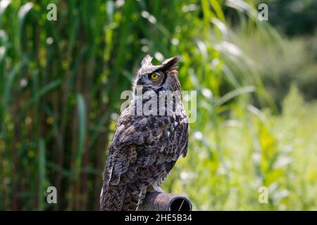Wildlief-Foto der Zwergkauz Stockfoto