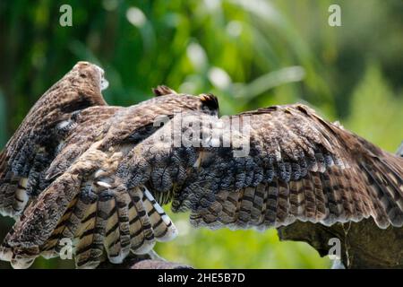 Wildlief-Foto der Zwergkauz Stockfoto