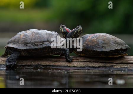 Ein Paar von zwei Rotohrschildkröten, die ihre Köpfe aufeinander ruhen, während sie auf einem Baumstamm in einem See oder Teich sitzen. Stockfoto