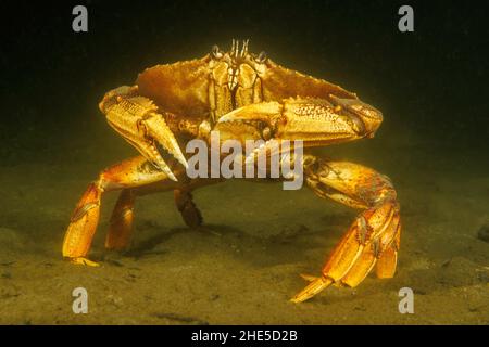 Die Dungeness-Krabbe, Metacarcinus Magister, ehemals Cancer Magister, stammt aus dem Nordostpazifik, von Alaska bis Mexiko, und ist eine wichtige Stockfoto