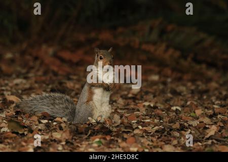 Eine Nahaufnahme eines Ostgrauen Eichhörnchen (Sciurus carolinensis), das aufrecht in den gefallenen Blättern in einem Park steht Stockfoto