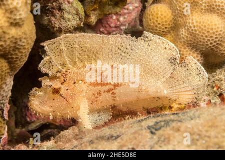 Die leaf Scorpionfish, Taenianotus triacanthus, keine giftigen Flossenstacheln besitzen und erreicht etwa 4 cm in der Länge, Hawaii. Stockfoto