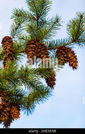 Kieferkegel Und Zweige. Douglasie mit Zapfen am blauen Himmel im Hintergrund. Reisefoto, Nahaufnahme, niemand, Platz für Text kopieren, selektiv Stockfoto