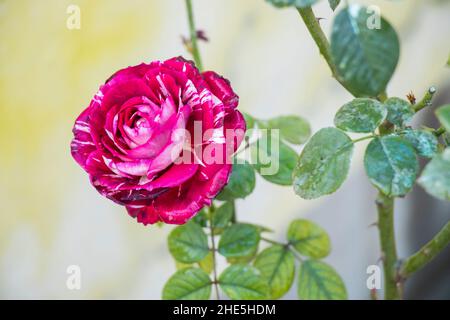 Bild der abradeten dabra-Rosenblüte Stockfoto