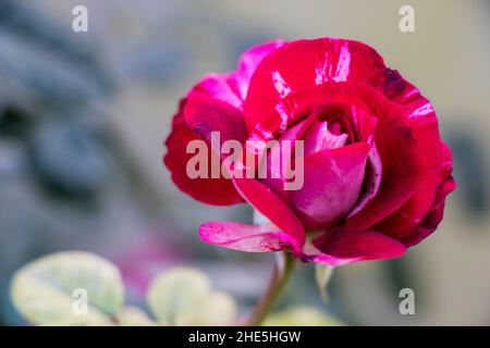 Bild der abradeten dabra-Rosenblüte Stockfoto