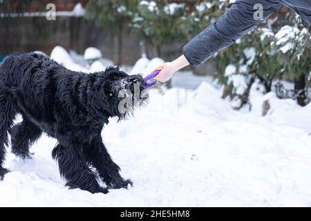 Riesiger Schnauzer Hund für einen Spaziergang mit dem Besitzer im Winterwald. Stockfoto