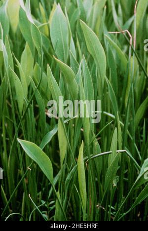 Sagittaria lancifolia L. - Pfeilspitze mit Bullzunge. Stockfoto