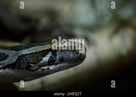 Indian Python - Python molurus, Portrait einer großen, nicht giftigen Schlange aus asiatischen Sümpfen und Sümpfen, Indien. Stockfoto