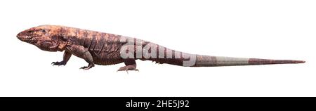 Argentinischer roter Tegu isoliert Stockfoto