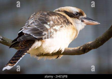 Laughing Kookaburra (Dacelo novaeguineae) im Jacksonville Zoo and Gardens in Jacksonville, Florida. (USA) Stockfoto