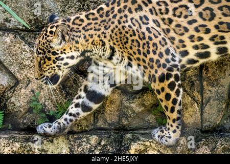 Majestic jaguar (Panthera onca), ein wunderschönes Raubtier aus Amerika, im Jacksonville Zoo and Gardens in Jacksonville, Florida. (USA) Stockfoto