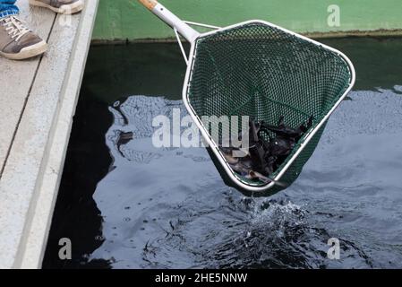 Stör im Landungsnetz auf der Fischfarm Stockfoto