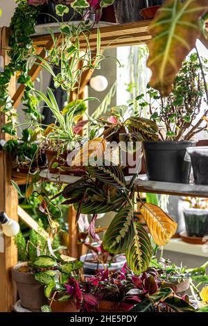 Viele Töpfe mit einer Vielzahl von Pflanzen im Inneren des Raumes. Stockfoto