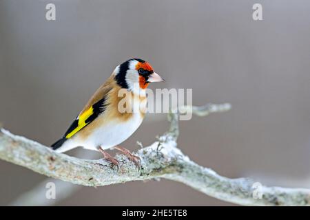 Ein Goldfink, der auf einem frostigen Ast sitzt Stockfoto