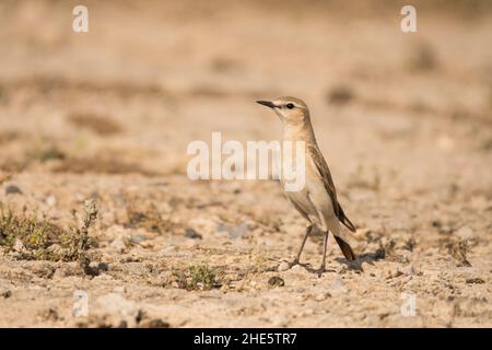 Atemberaubendes Vogelfoto. Isabelline-Keuchen / Oenanthe-Isabellina Stockfoto