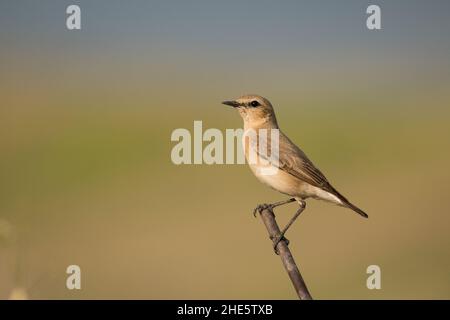 Atemberaubendes Vogelfoto. Isabelline-Keuchen / Oenanthe-Isabellina Stockfoto