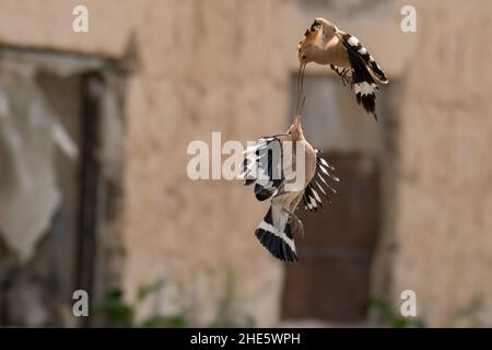 Balz eines Vogelpaares. Atemberaubendes Vogelfoto. Eurasischer Wiedehopf / Upupa epops Stockfoto