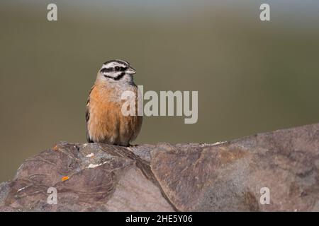 Atemberaubendes Vogelfoto. Rock Ammering (Emberiza cia) auf dem Felsen. Stockfoto