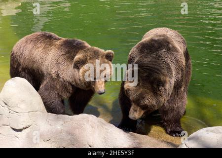 Kamtschatka Braunbären in Gefangenschaft Stockfoto