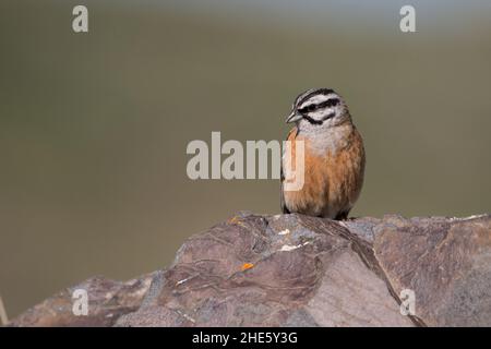 Atemberaubendes Vogelfoto. Rock Ammering (Emberiza cia) auf dem Felsen. Stockfoto