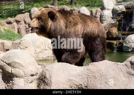 Kamtschatka Braunbär in Gefangenschaft Stockfoto