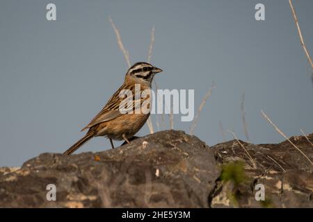 Atemberaubendes Vogelfoto. Rock Ammering (Emberiza cia) auf dem Felsen. Stockfoto