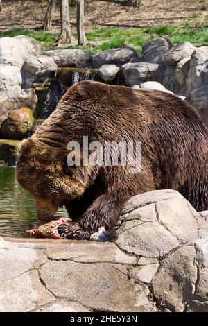 Kamtschatka Braunbär in Gefangenschaft Stockfoto