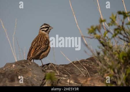 Atemberaubendes Vogelfoto. Rock Ammering (Emberiza cia) auf dem Felsen. Stockfoto