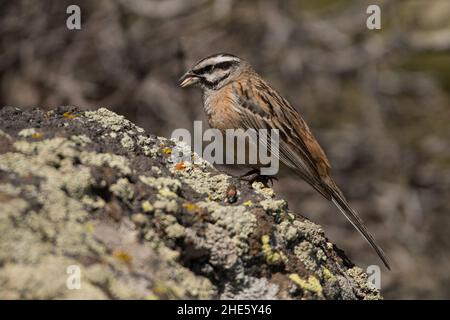 Atemberaubendes Vogelfoto. Rock Ammering (Emberiza cia) auf dem Felsen. Stockfoto