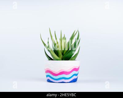 Grüne Sukulente oder Aloe Vera Pflanze in DIY bemalten Beton Blumentopf isoliert auf weißem Hintergrund. Der kurze runde Zementtopf ist mit Colo bemalt Stockfoto