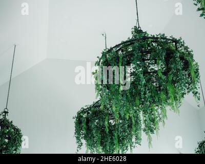 An der weißen Decke des weißen Raumes hängen grüne Blätter, die auf dem Kronleuchter geschmückt sind. Hängende Zimmerpflanzen Dekoration. Stockfoto