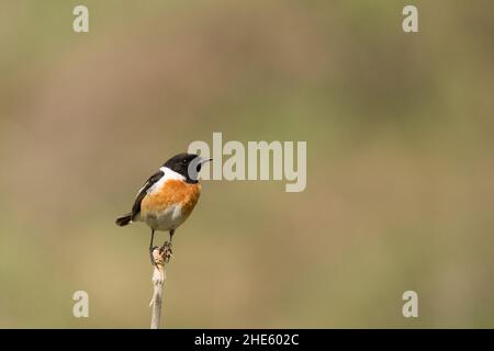 Atemberaubendes Vogelfoto. Sibirischer Steinechat / Saxicola maurus Stockfoto