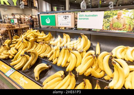 Australische Bananen frisches Obst zum Verkauf in einem Woolworths Sydney Supermarkt im Frischobst-Bereich, NSW, Australien Stockfoto