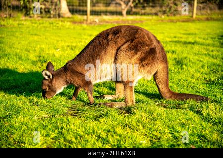 Entspannendes Känguru auf einer grünen Wiese bei Sonnenuntergang, Australien Stockfoto