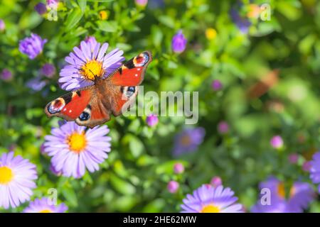Makro einer getönten Dame Schmetterling auf einer lila Aster Blume Stockfoto
