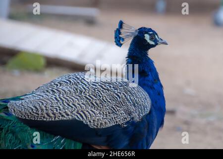 Nahaufnahme eines wunderschönen blauen Pfauenhuhns, isoliert auf einem verschwommenen Hintergrund Stockfoto