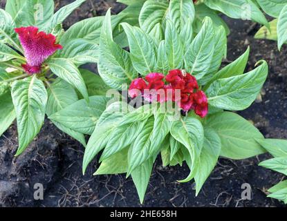 Schöne rote Cockscomb, Woolflowers oder Celosia Cristata Blumen. Eine Blume, die dem Kopf EINES Hahns ähnelt. Stockfoto