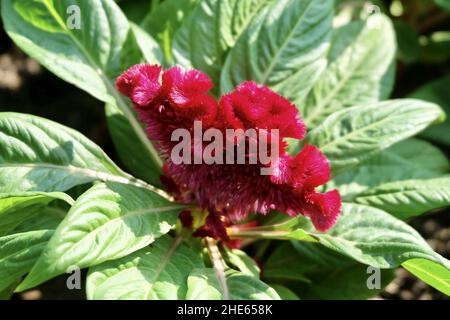 Schöne rote Cockscomb, Woolflowers oder Celosia Cristata Blumen. Eine Blume, die dem Kopf EINES Hahns ähnelt. Stockfoto