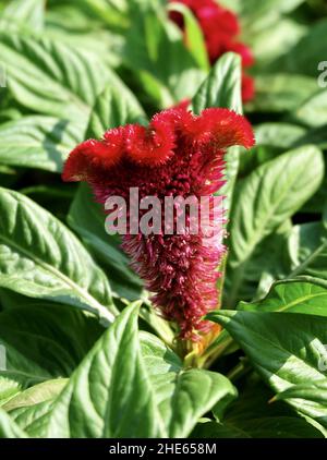 Schöne rote Cockscomb, Woolflowers oder Celosia Cristata Blumen. Eine Blume, die dem Kopf EINES Hahns ähnelt. Stockfoto
