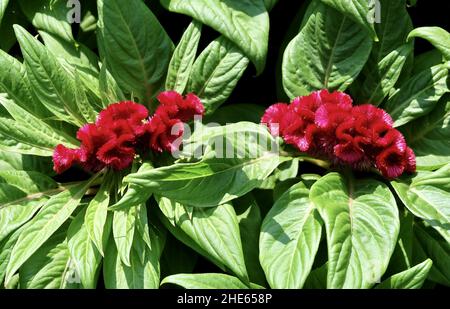 Schöne rote Cockscomb, Woolflowers oder Celosia Cristata Blumen. Eine Blume, die dem Kopf EINES Hahns ähnelt. Stockfoto