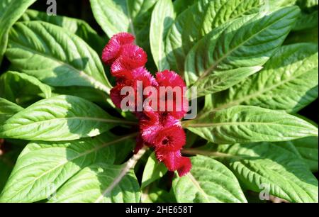 Schöne rote Cockscomb, Woolflowers oder Celosia Cristata Blumen. Eine Blume, die dem Kopf EINES Hahns ähnelt. Stockfoto