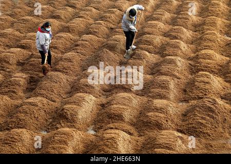 LIANYUNGANG, CHINA - 9. JANUAR 2022 - Arbeiter sonnen die Rohstoffe für die Essigherstellung in einer Essigfabrik in Lianyungang, dem ostchinesischen Jiangsu Stockfoto