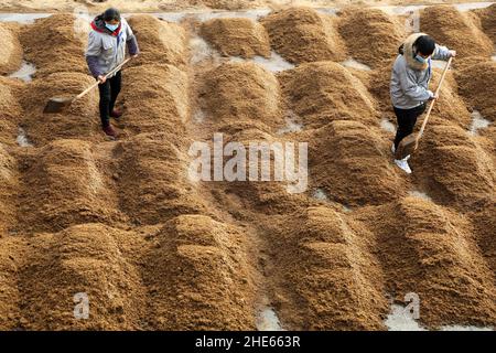 LIANYUNGANG, CHINA - 9. JANUAR 2022 - Arbeiter sonnen die Rohstoffe für die Essigherstellung in einer Essigfabrik in Lianyungang, dem ostchinesischen Jiangsu Stockfoto