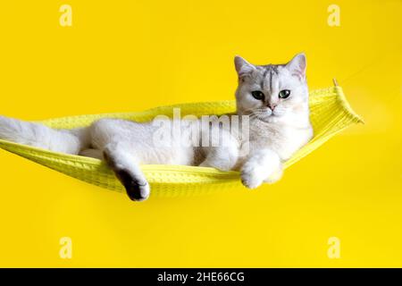 Entzückende weiße Katze liegt auf gelber Hängematte auf gelbem Hintergrund Stockfoto