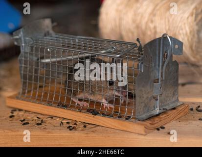 Eichwalde, Deutschland. 09th Januar 2022. Eine Hausmaus (Mus musculus) sitzt in einer lebenden Falle gefangen, die in einem Gartenschuppen auf einem Regal platziert wurde. Quelle: Tim Brakemeier/dpa-Zentralbild/dpa/Alamy Live News Stockfoto